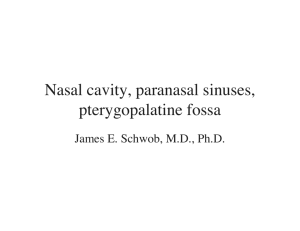 nasal cavity etc b&w