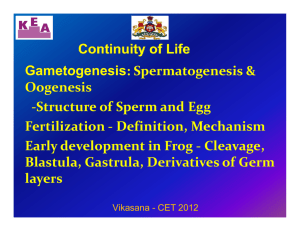 Gametogenesis: Spermatogenesis & Oogenesis