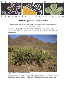 Banana yucca–Yucca baccata - Chihuahuan Desert Education