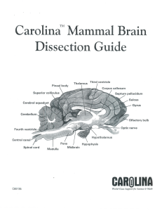 Brain Dissection Guide