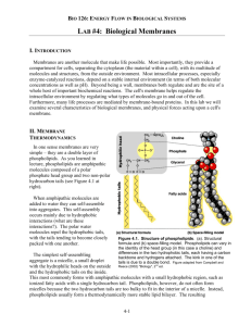 LAB #4: Biological Membranes