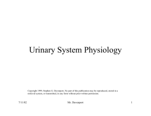 Urinary System Physiology