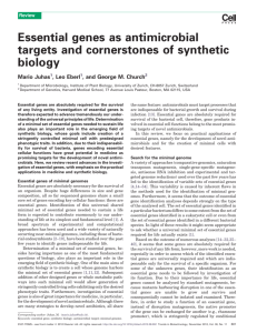 Essential genes as antimicrobial targets and cornerstones of