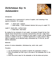 Dichotomous Key to Salamanders