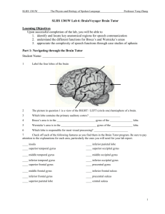 SLHS 1301W Lab 6: BrainVoyager Brain Tutor