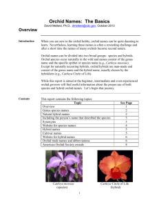 Orchid Names: The Basics