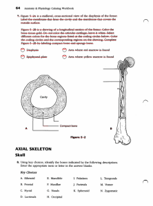 axial skeleton - apcscience.com
