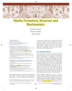 Myelin Formation, Structure and Biochemistry