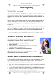 False Pregnancy - the Bilton Veterinary Centre