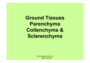 Ground Tissues Parenchyma Collenchyma & Sclerenchyma