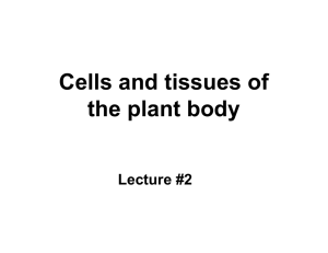 Cells and tissues of the plant body