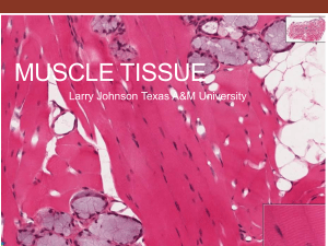 Muscle tissue - PEER - Texas A&M University