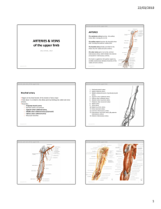 ARTERIES & VEINS of the upper limb