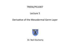 PG1007 Lecture 5 Derivatives of the Mesodermal Germ Layer