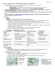 Lab #12 Handout: Plant Anatomy and Plant Transpiration