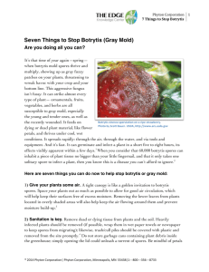 Seven Things to Stop Botrytis (Gray Mold)