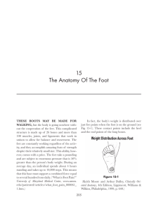 15 The Anatomy Of The Foot