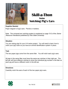 Skill-a-thon: Notching Pig's Ears - Missouri 4-H