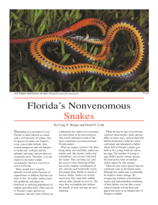 Florida's Nonvenomous Snakes - Florida Fish and Wildlife