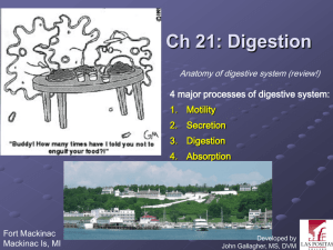 Chapter 21: The Digestive System