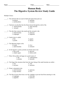 Human Body The Digestive System Review Study Guide