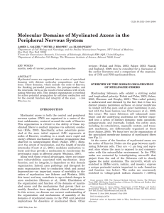 Molecular domains of myelinated axons in the peripheral nervous