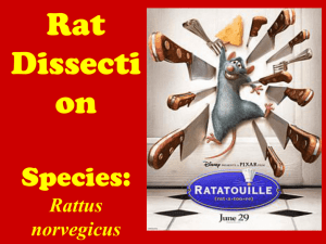 Rat Dissection Species: Rattus norvegicus