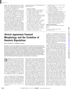 Orrorin tugenensis Femoral Morphology and the Evolution of