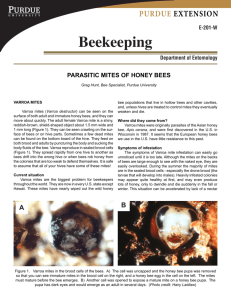 Parasitic Mites of Honey Bees