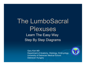 The LumboSacral Plexuses