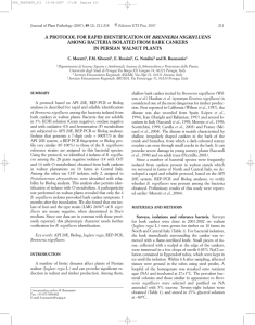 a protocol for rapid identification of brenneria nigrifluens