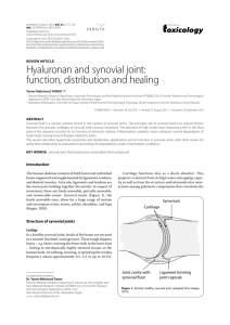 REVIEW: Hyaluronan and synovial joint: function, distribution and