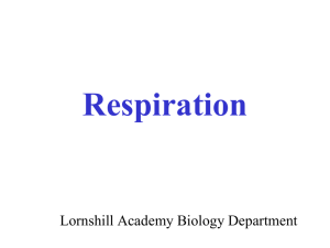 Respiration National 4 class materials pdf
