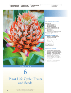 Plant Life Cycle: Fruits and Seeds