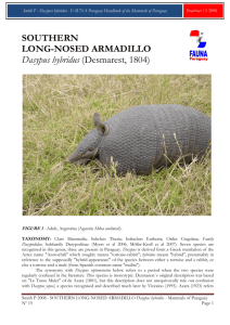 SOUTHERN LONG-NOSED ARMADILLO Dasypus hybridus