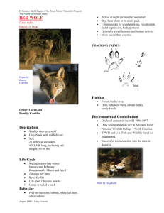 the Red Wolf PDF File.