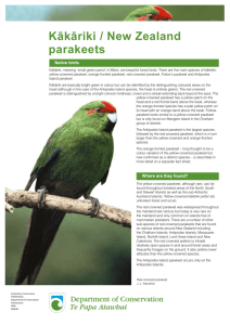 Kākāriki/ New Zealand parakeets