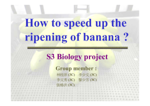 How to speed up the ripening of banana ?