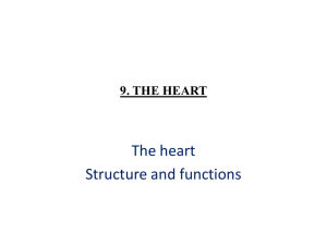 9. the heart