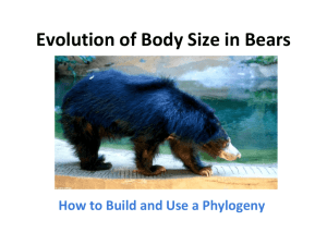 2. Bears Phylogeny Lesson 1 - AIM-UP
