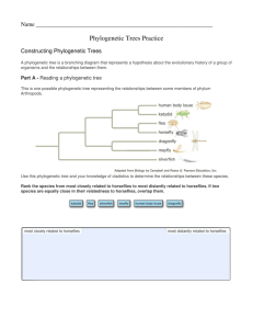Phylogenetic Trees Practice