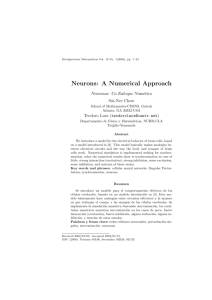 Neurons: A Numerical Approach