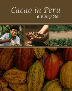 Cacao in Peru