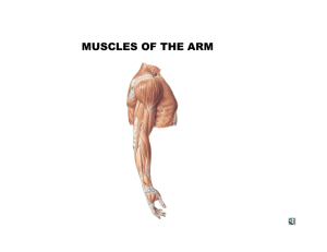 MUSCLES OF THE ARM