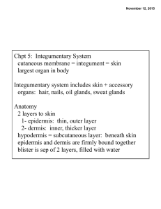 Chpt 5: Integumentary System cutaneous membrane = integument