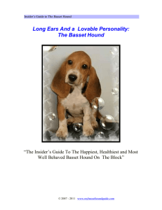 All The Things You Probably Won't Be Told About The Basset Hound!