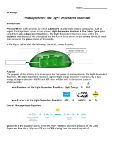 Photosynthesis: The Light