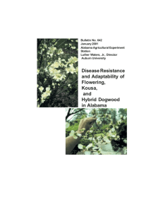 Disease Resistance and Adaptability of Flowering, Kousa
