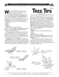 FOR-65: Tree Tips - UK College of Agriculture
