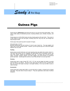 Care Sheet for Guinea Pigs